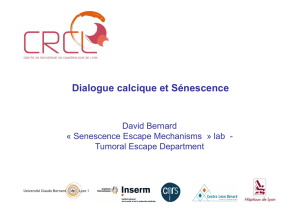 Dialogue calcique et Sénescence