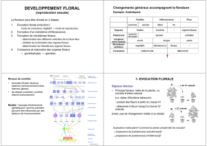 developpement floral