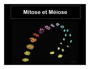 Mitose et Méiose