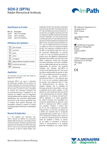 SOX-2 (SP76) - Menarini Diagnostics