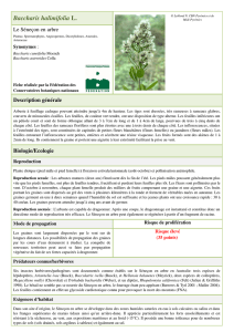 Baccharis halimifolia L. - Fédération des Conservatoires botaniques