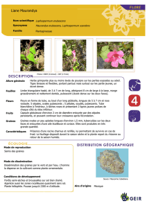 Lophospermum_erubescens - Espèces Invasives Réunion