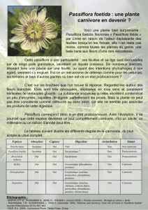 Passiflora foetida - Jardin Botanique de Nancy