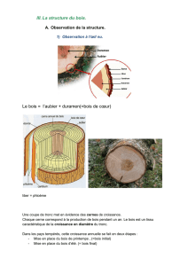 III. La structure du bois. Le bois = l`aubier + duramen(=bois de cœur)