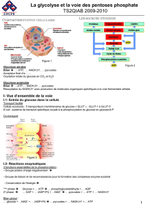La glycolyse et la voie des pentoses phosphate TS2QIAB 2009-2010