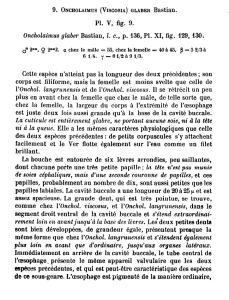 Pl. v, fig. 9. Oncholaimus glaber Bastian, lc, p. 136, Pl. XI, fig. 129