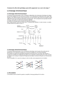 Le brassage chromosomique