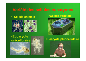 Variété des cellules eucaryotes