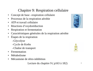 Chapitre 9: Respiration cellulaire