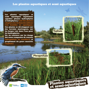 Les plantes aquatiques et semi aquatiques - Entente Oise