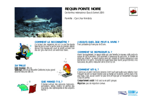 requin pointe noire - IFRECOR Nouvelle
