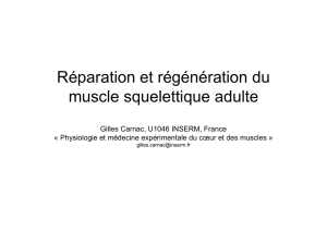 Réparation et régénération du muscle squelettique adulte