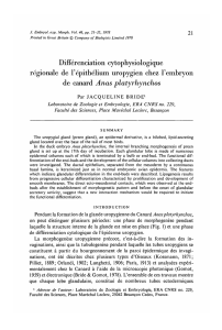 Differenciation cytophysiologique regionale de F epithelium