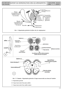 Doc 1 : Organisation générale de la fleur chez les Angiospermes