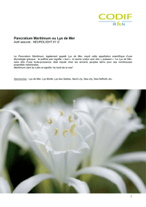 Fiche Botanique Pancratium Maritimum FR