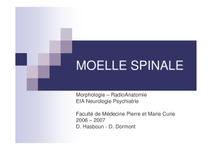 moelle spinale - CHUPS – Jussieu