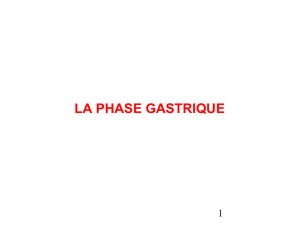 la phase gastrique - carabinsnicois.fr