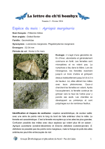 Espèce du mois : Agriopis marginaria