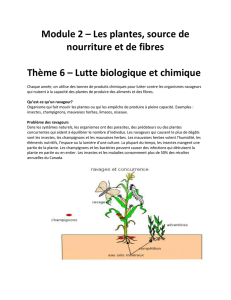 Module 2 – Les plantes, source de nourriture et de fibres Thème 6