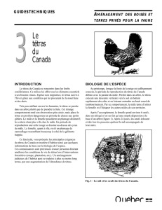 Tétras du Canada - Fondation de la faune du Québec