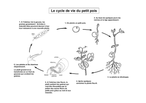 Cycle de vie du petit pois - Académie de Nancy-Metz
