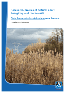 Roselières, prairies et cultures à but énergétique et biodiversité