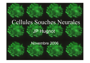 Cellules Souches Neurales