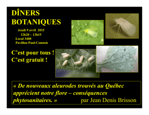 De nouveaux aleurodes trouvés au Québec apprécient notre flore