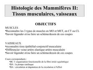 Histologie des Mammifères II: Tissus musculaires, vaisseaux