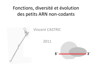 Fonctions, diversité et évolution des petits ARN non-codants