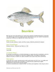 Bouvière - Fédération de Pêche de Côte-d`Or