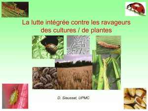 LP Agepur cours Insecte-Ravageurs 2015