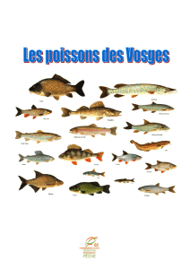 Dossier sur les poissons des Vosges