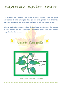 VOYAGE AUX PAYS DES PLANTES Anatomie d`une feuille