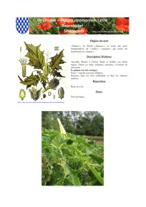 Stramoine - Datura stramonium Linné Doornappel