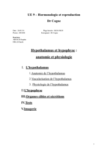 Hypothalamus et hypophyse : anatomie et physiologie