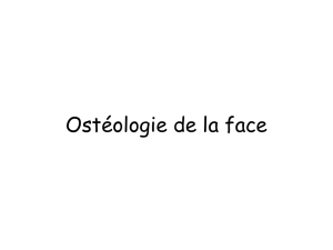 Ostéologie de la face