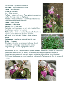 Impatiens balfourii