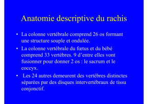 Anatomie descriptive du rachis