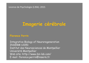 Imagerie cérébrale - Integrative Biology of Neuroregeneration