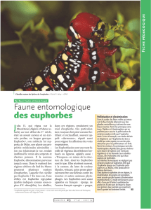 Insectes des euphorbes / Insectes n° 147