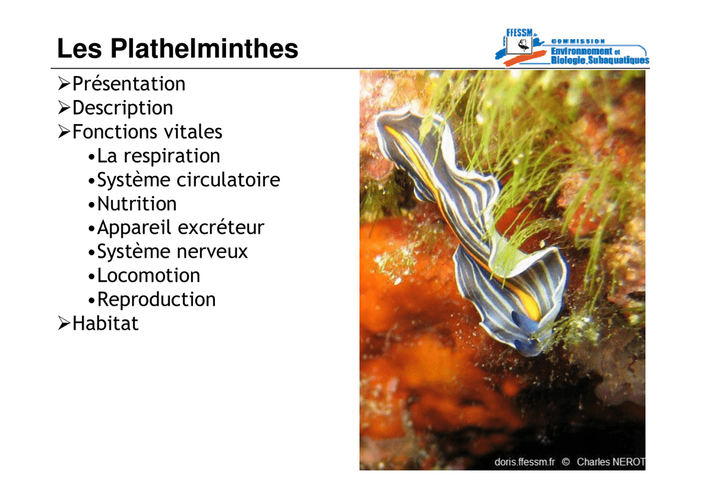 Les plathelminthes. PLATHELMINTHES - Definiția și sinonimele plathelminthes în dicționarul Franceză