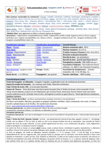 Fiche présentation arbre : Syzygium cumini (L.) Skeels (°) A haut