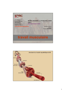 travail musculaire