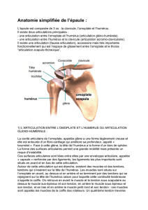 Anatomie simplifiée de l`épaule