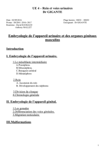 d1-ue4-gigante-embryologie_appareil_urogenital-02-09-16-pdf