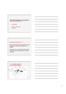Neurophysiologie du mouvement