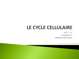 LE CYCLE CELLULAIRE