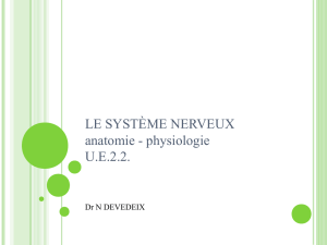 Le système nerveux central