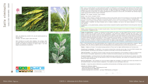 Salix viminalis - Osier - Arbres